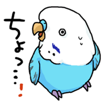 piko the budgerigar sticker #6381391