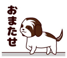 Daily Shih Tzu 2 sticker #6401826