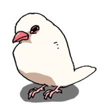 Powerful Java sparrow sticker #6404145