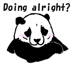 Giant panda say Tatemae(Ver.English) sticker #6428266