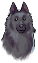 Dog stickers; Belgian Groenendael sticker #6430642