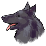 Dog stickers; Belgian Groenendael sticker #6430646