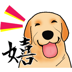 Luckey of the Labrador retriever