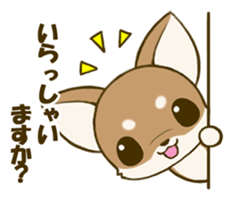Chihuahuatan 4 sticker #6441939