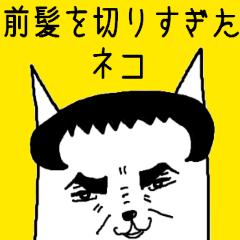 Cat that was too cut bangs