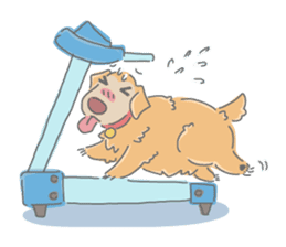 Ms.Didi The Fluffy Golden Retriever sticker #6466541