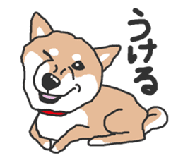 Shiba inu(Shiba ken)Nico&Chaco sticker #6467372