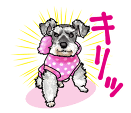 Miniature Schnauzer -2- sticker #6471512