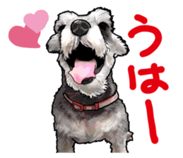 Miniature Schnauzer -2- sticker #6471514