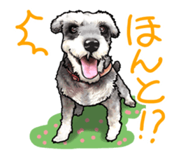 Miniature Schnauzer -2- sticker #6471515