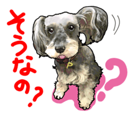 Miniature Schnauzer -2- sticker #6471520