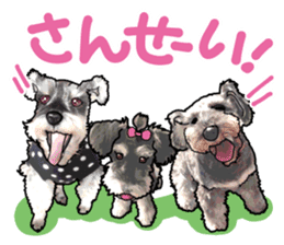 Miniature Schnauzer -2- sticker #6471521