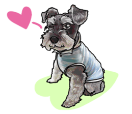 Miniature Schnauzer -2- sticker #6471523