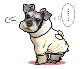Miniature Schnauzer -2- sticker #6471527