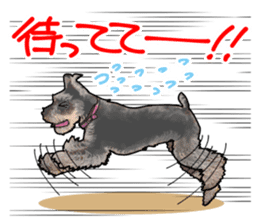 Miniature Schnauzer -2- sticker #6471529