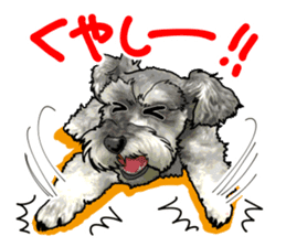 Miniature Schnauzer -2- sticker #6471531