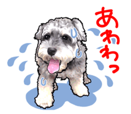 Miniature Schnauzer -2- sticker #6471532