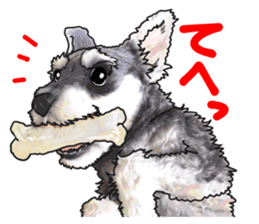 Miniature Schnauzer -2- sticker #6471534