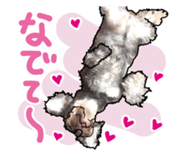 Miniature Schnauzer -2- sticker #6471536