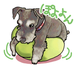 Miniature Schnauzer -2- sticker #6471540