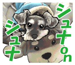 Miniature Schnauzer -2- sticker #6471542