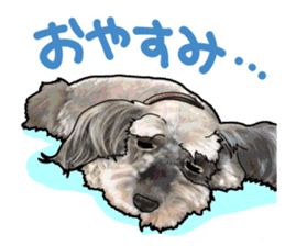 Miniature Schnauzer -2- sticker #6471544