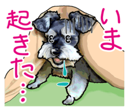 Miniature Schnauzer -2- sticker #6471545