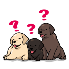 Puppies of Labrador Retriever