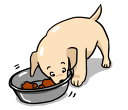 Puppies of Labrador Retriever sticker #6472290