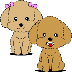 Cute toy poodle dog
