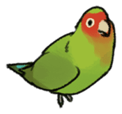 Stickers for Lovebird Lovers sticker #6493392