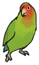 Stickers for Lovebird Lovers sticker #6493397