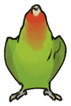 Stickers for Lovebird Lovers sticker #6493401