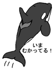 Round orcas sticker #6507964