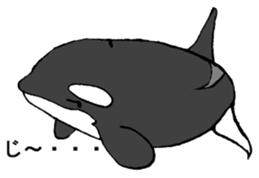 Round orcas sticker #6507986
