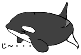 Round orcas sticker #6507986