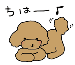 Three brothers of toy poodle sticker #6512187