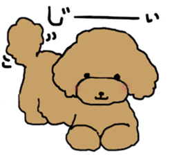 Three brothers of toy poodle sticker #6512193