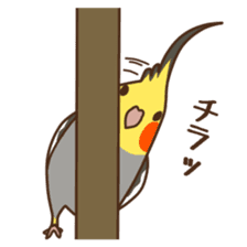 Cockatiel freestyle sticker #6519384