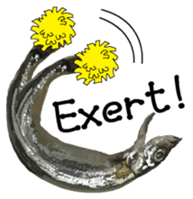 Capelin with roe English version sticker #6551040