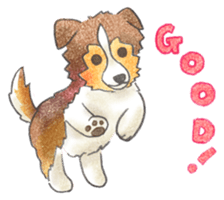 The pretty Sheltie sticker #6558266