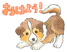 The pretty Sheltie sticker #6558278