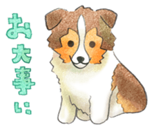 The pretty Sheltie sticker #6558281