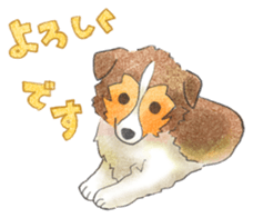 The pretty Sheltie sticker #6558286
