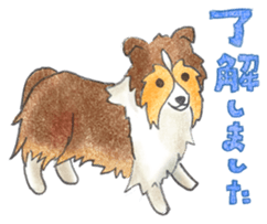 The pretty Sheltie sticker #6558287