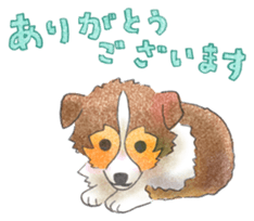 The pretty Sheltie sticker #6558293