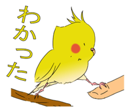 nymphicus hollandicus  okame sticker #6561757