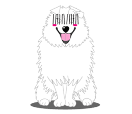 Samoyed Dog is always smiling. sticker #6568593