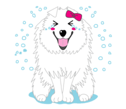 Samoyed Dog is always smiling. sticker #6568604