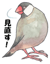 Lord Java sparrow's heavenly words. sticker #6573174